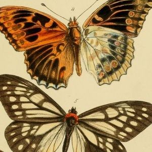 Meet your Posher, Savior